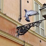 Professionelle Taubenabwehr